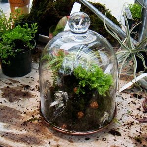 For Glass Bottle Plant